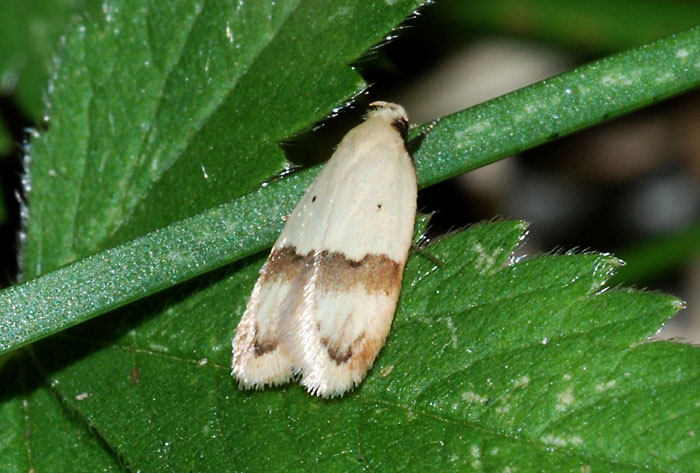 Lecithoceridae da conf.